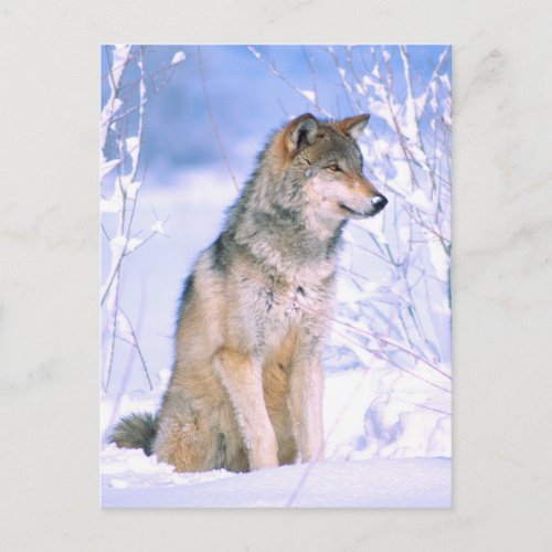 Timber Wolf Sitting in Snow Holiday Postcard