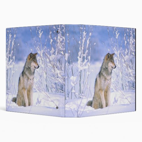 Timber Wolf sitting in the Snow Canis lupus Binder