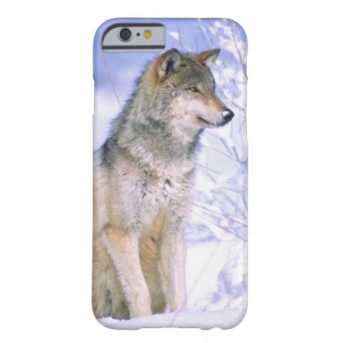 Timber Wolf sitting in the Snow Canis lupus Barely There iPhone 6 Case