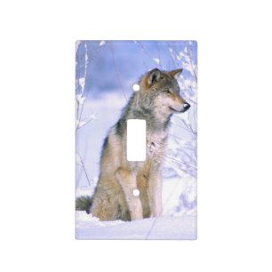 Timber Wolf sitting in the Snow, Canis lupus, Light Switch Cover