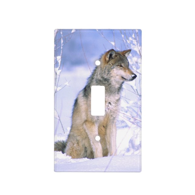 Timber Wolf sitting in the Snow, Canis lupus, Light Switch Cover (Front)
