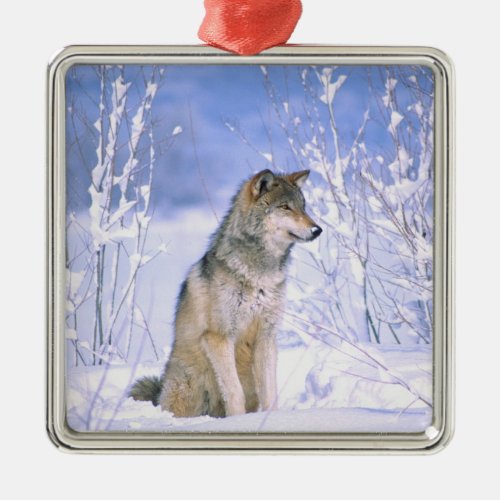 Timber Wolf sitting in the Snow Canis lupus Metal Ornament