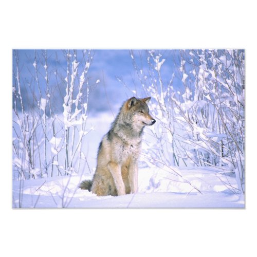 Timber Wolf sitting in the Snow Canis lupus Photo Print