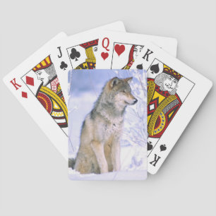 Timber Wolf sitting in the Snow, Canis lupus, Poker Cards