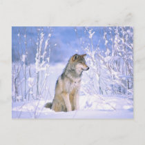 Timber Wolf sitting in the Snow, Canis lupus, Postcard