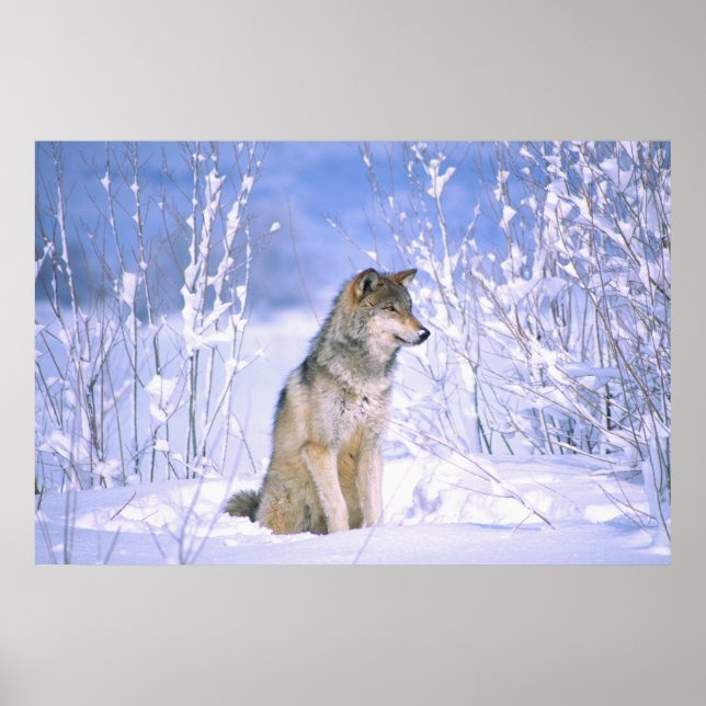Timber Wolf sitting in the Snow, Canis lupus, Poster (Front)