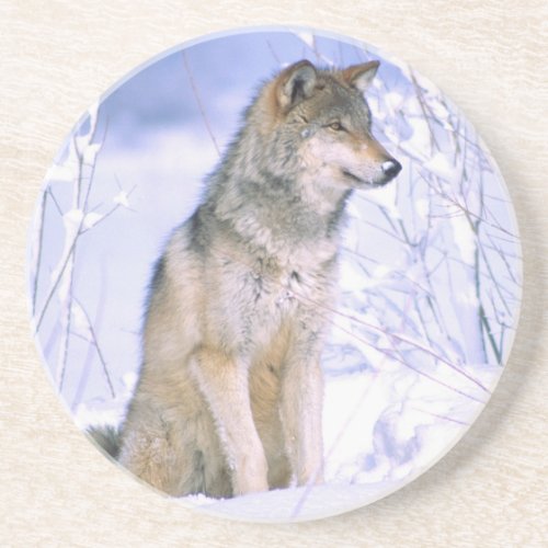 Timber Wolf sitting in the Snow Canis lupus Sandstone Coaster