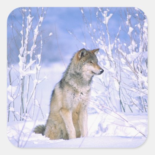 Timber Wolf sitting in the Snow Canis lupus Square Sticker