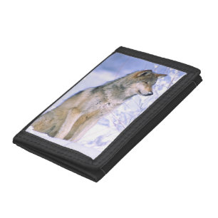 Timber Wolf sitting in the Snow, Canis lupus, Tri-fold Wallet