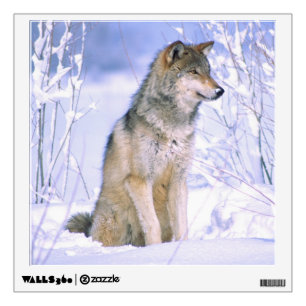 Timber Wolf sitting in the Snow, Canis lupus, Wall Decal