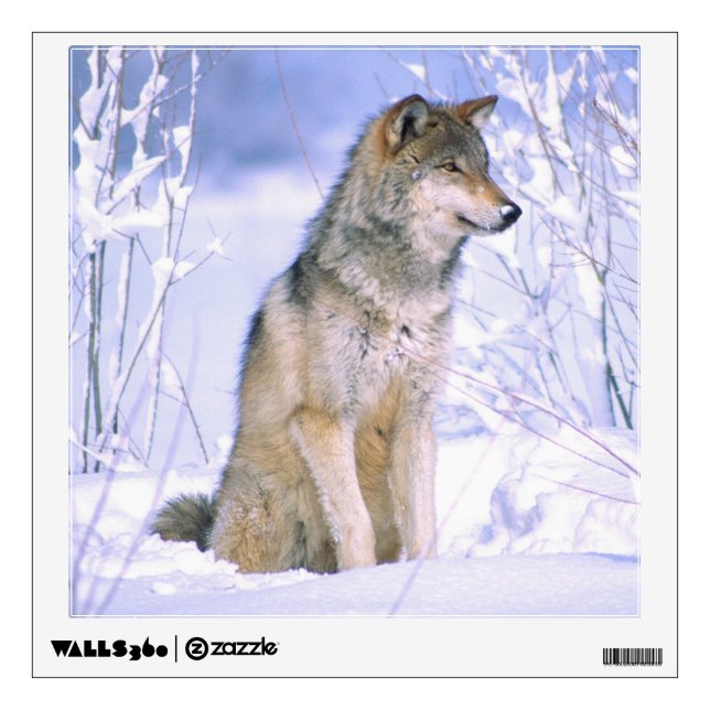 Timber Wolf sitting in the Snow, Canis lupus, Wall Decal (Front)