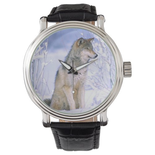 Timber Wolf sitting in the Snow Canis lupus Watch