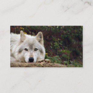 Timber wolf stare business card