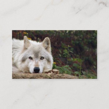 Timber Wolf Stare Business Card by deemac1 at Zazzle