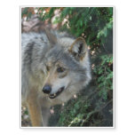 Timber Wolf Temporary Tattoos