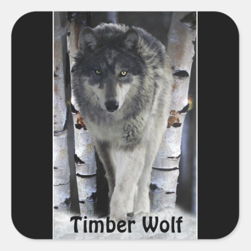 TIMBER WOLF Wildlife Supporter Artwork Square Sticker