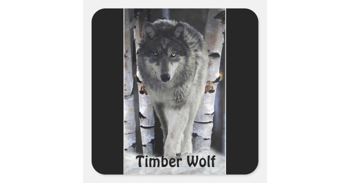 TIMBER WOLF Wildlife Supporter Artwork Square Sticker | Zazzle