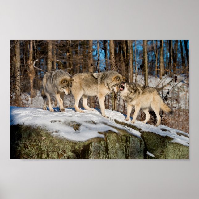 Timber Wolves Poster (Front)