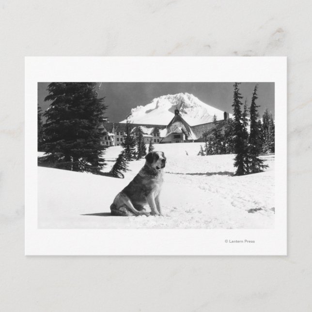 Timberline Lodge and "Lady" the owner's Postcard (Front)