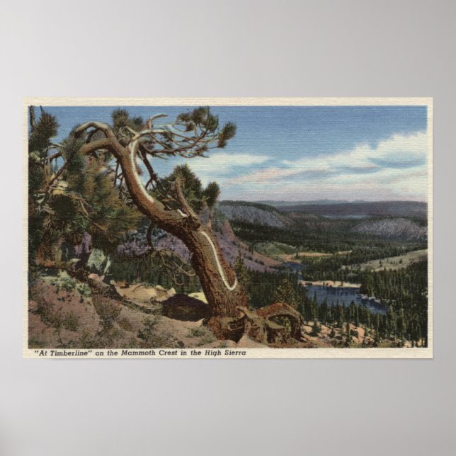 Timberline on the Mammoth Crest Poster (Front)