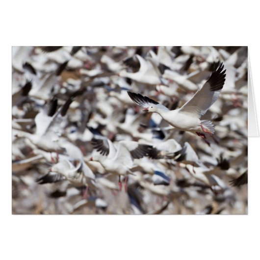 time to blast off (Front Horizontal)