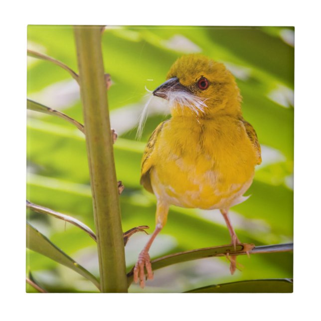 Time to build the nest ceramic tile (Front)
