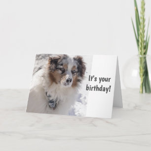 TIME TO CELEBRATE ***16*** SAYS SNOWBOUND PUP CARD