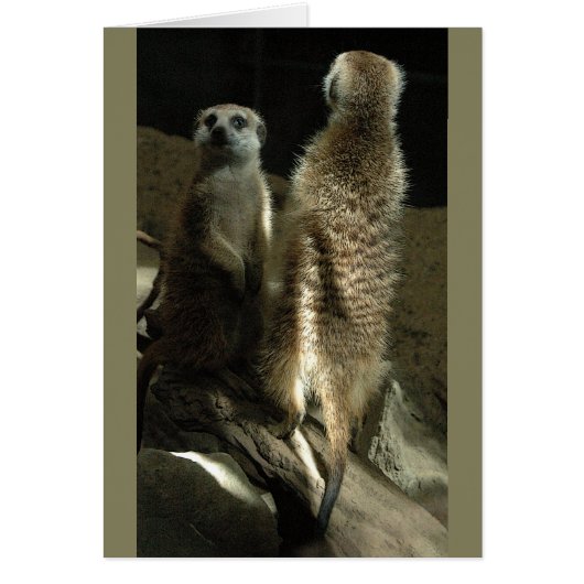 Time To Make Up! Meerkats Cards (Front)
