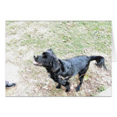 Time To Walk The Dog (Front Horizontal)