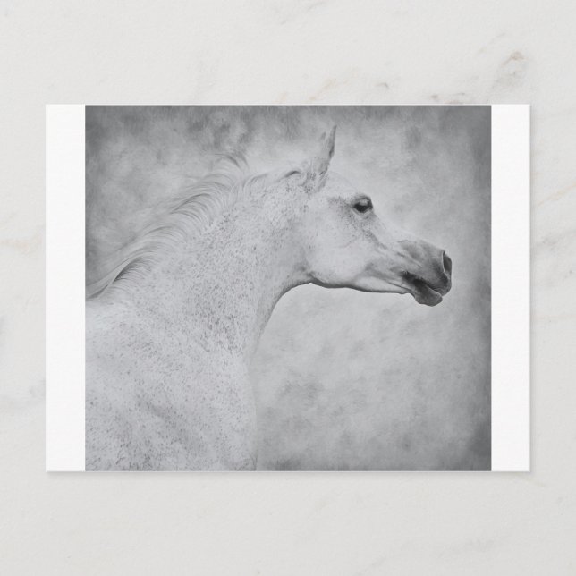 Timeless Beauty Postcard (Front)