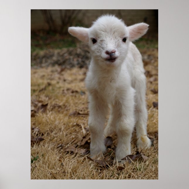Timmy the Lamb Poster (Front)