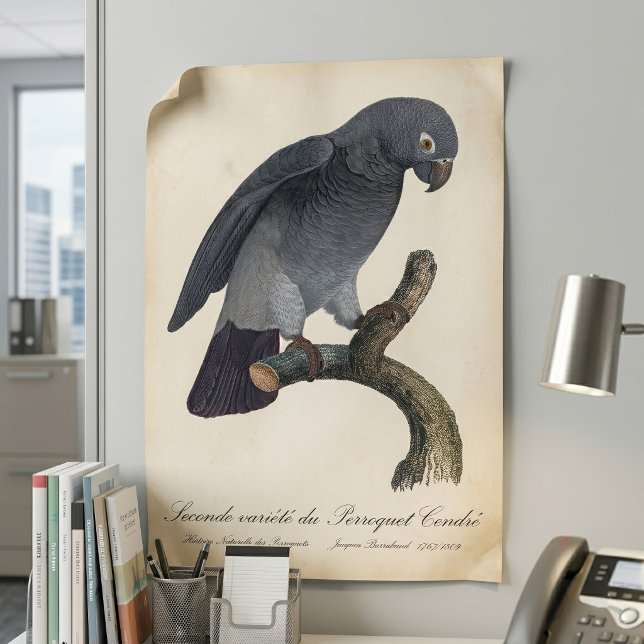 Timneh African Grey Parrot, Psittacus Timneh Poster (Timneh African Grey Parrot, Psittacus Timneh. Poster)