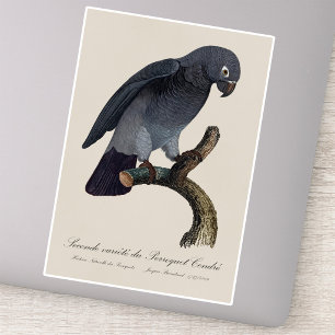 Timneh African Grey Parrot, Psittacus Timneh Sticker
