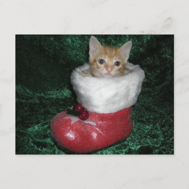 Timon Postcard (Front)