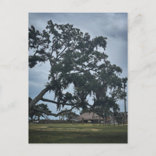 Timucua Village & Ancient Oak Postcard