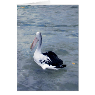 Tin Can Bay Pelican