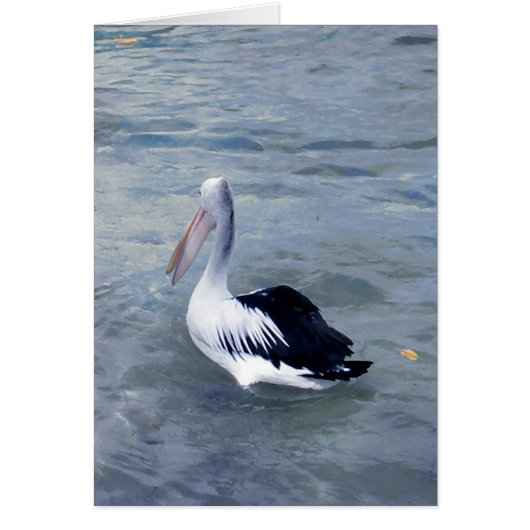 Tin Can Bay Pelican Cards (Front)