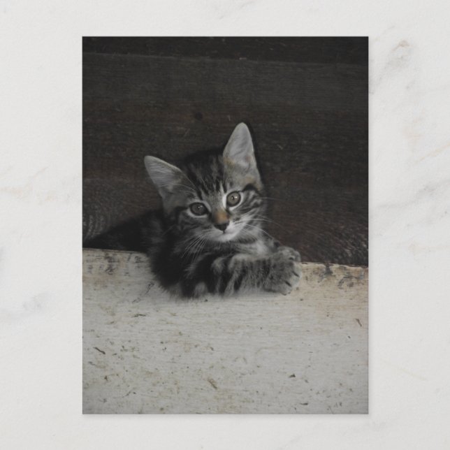 Tinker Kitten Postcard (Front)