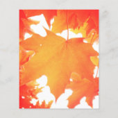 Tinted Orange Maple Leaf (Back)