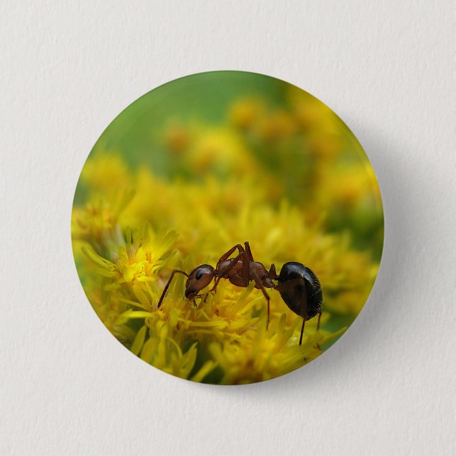 Tiny Ant on Goldenrod Button (Front)