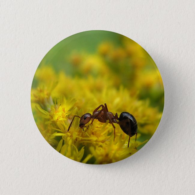 Tiny Ant on Goldenrod