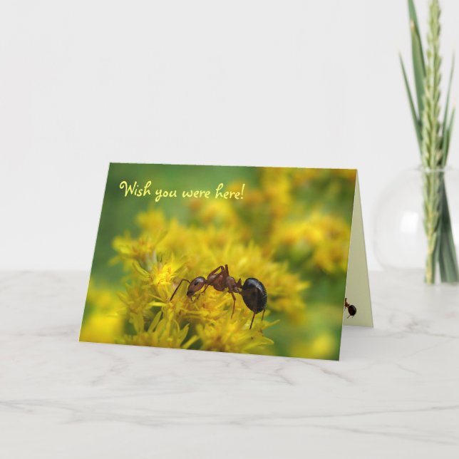 Tiny Ant on Goldenrod Friendship Card (Front)