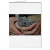Tiny Baby Blue Kitten (Front)