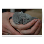 Tiny Baby Blue Kitten (Front Horizontal)