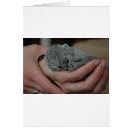 Tiny Baby Blue Kitten Cards (Front)