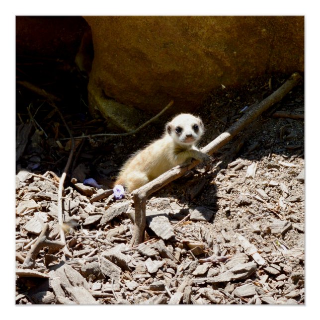 Tiny Baby Meerkat, Poster (Front)