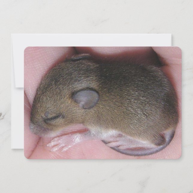 Tiny Baby Mouse With Cute Ears Sleeps Curled Up Invitation (Front)