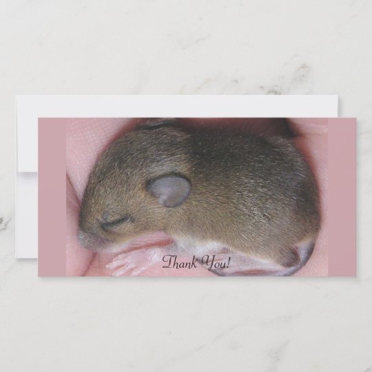 Tiny Baby Mouse With Cute Ears Sleeps Curled Up Thank You Card Zazzle Com