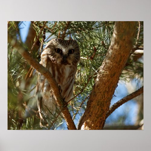 Tiny Beauty _ Northern Saw_Whet Owl 16x20 Poster