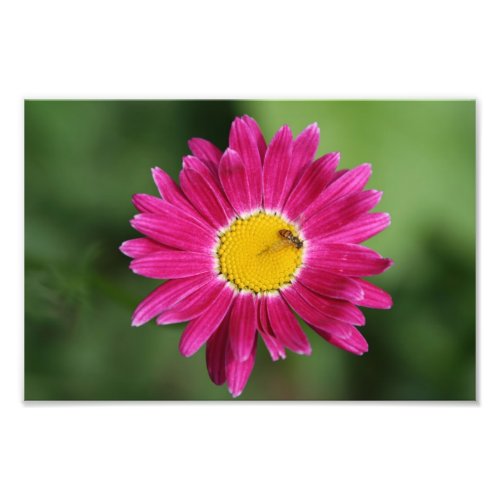 Tiny Bee on Painted Daisy Photo Print